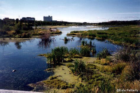 Lake Niven in Yellowknife, NWT. Copyright © Dale Fetterly